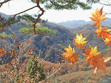 澳門三肖三碼期期準(zhǔn)精選鳳凰藝術(shù),穩(wěn)定解析策略_限量版67.207