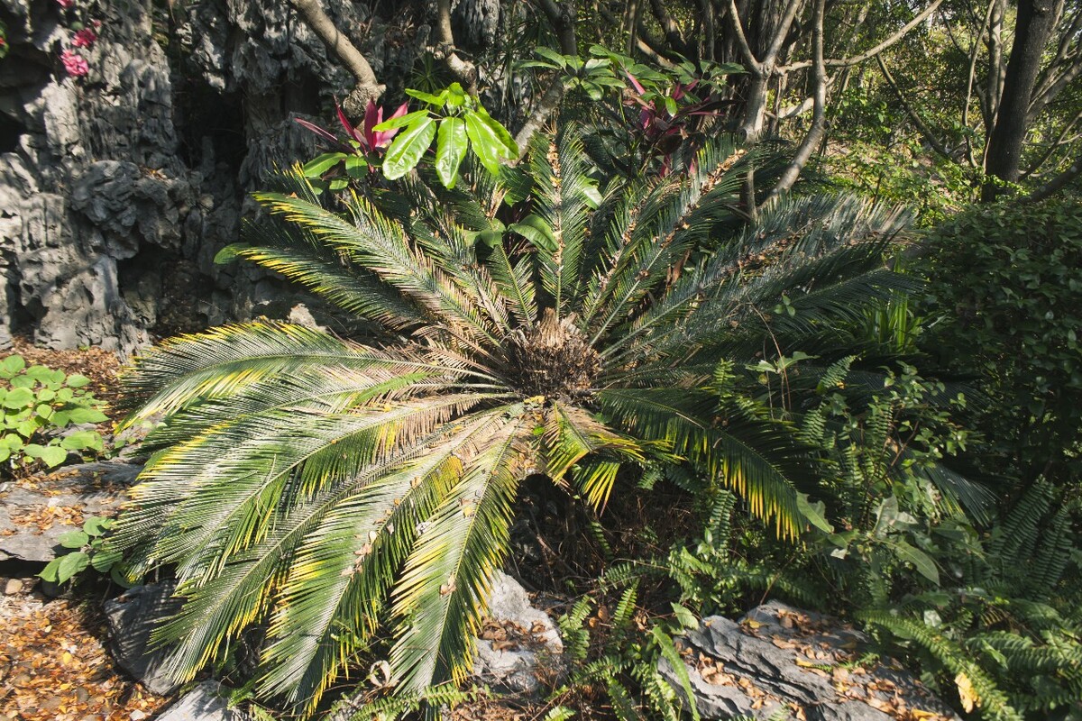 廣東深圳植物