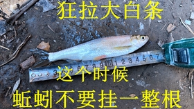 鱗影魚竿